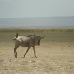 kenia-2009-01 540